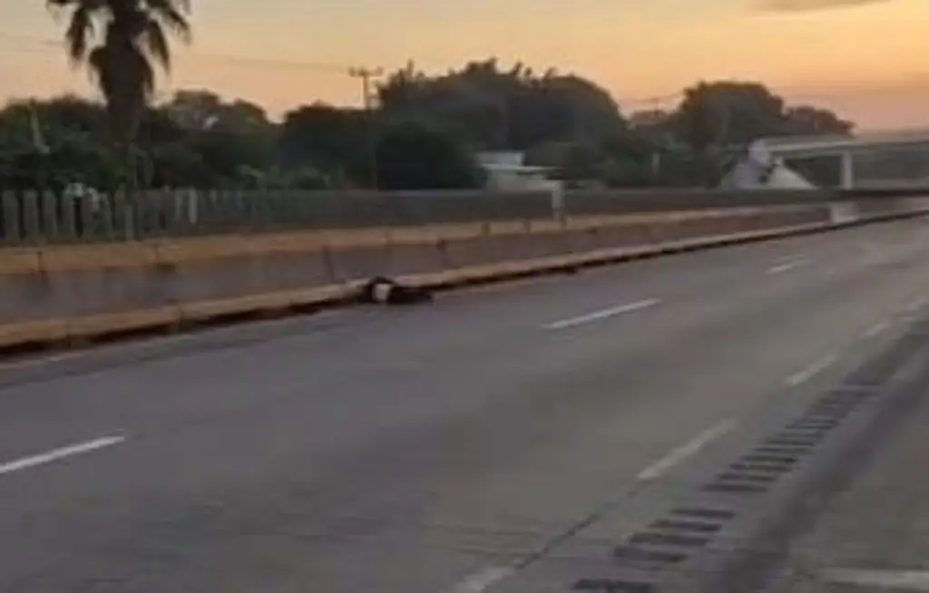 Imagen Muere atropellado hombre de la tercera edad en autopista de Veracruz 