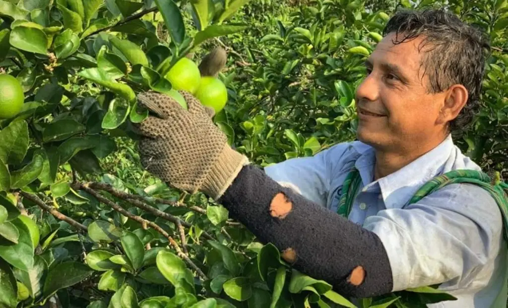 Imagen Viveros en Veracruz venden plantas de cítricos enfermas y sin certificado de sanidad