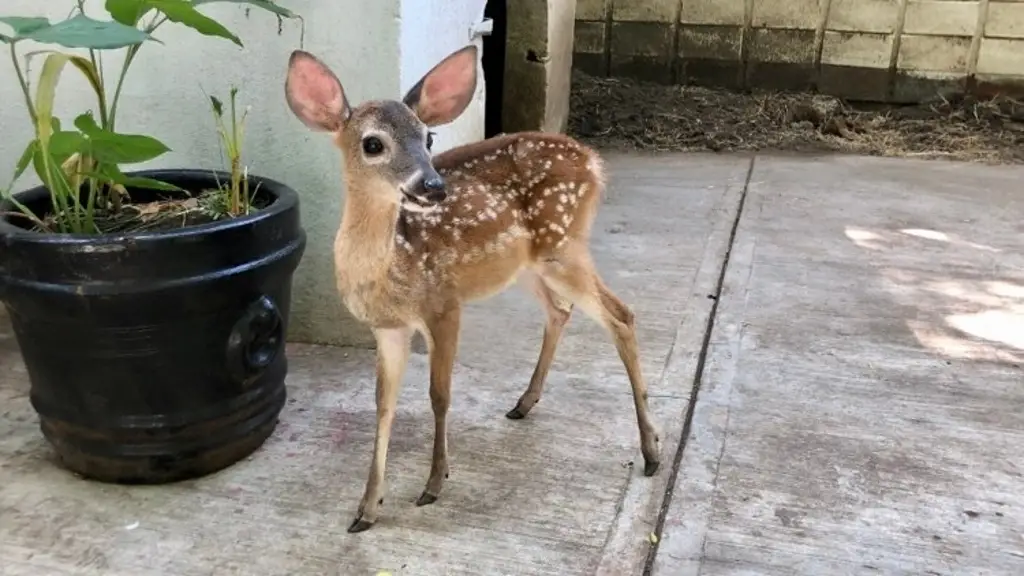 Imagen Él es Pambi, un venadito cola blanca en el zoológico de Veracruz