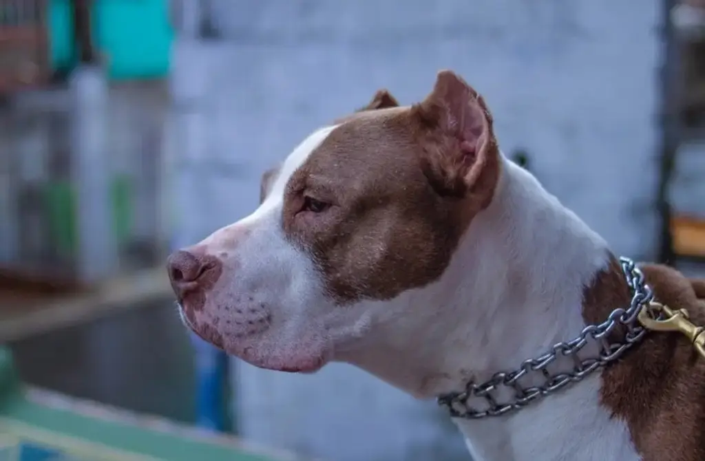 Cómo evitar que un perro pitbull pueda llegar a ser agresivo? - xeu  noticias veracruz