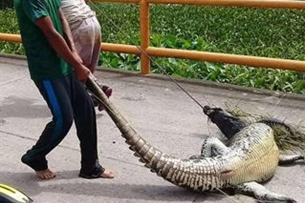 Imagen Salvan a lagarto en la tierra de AMLO; habitantes iban a cocinarlo