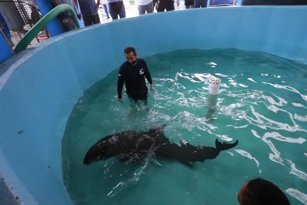 Imagen ¿Cómo son los delfines cabeza de melón como el rescatado en la Riviera Veracruzana?