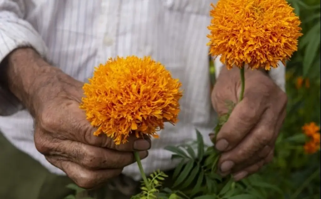 San Pablo Coapan le apuesta a la flor de cempasúchil esta temporada - xeu  noticias veracruz