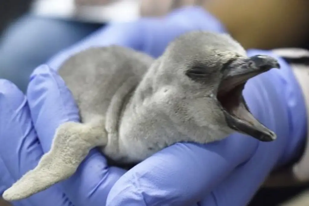Imagen ¡Ya tienen nombre los 5 pingüinos nacidos en el Acuario de Veracruz!