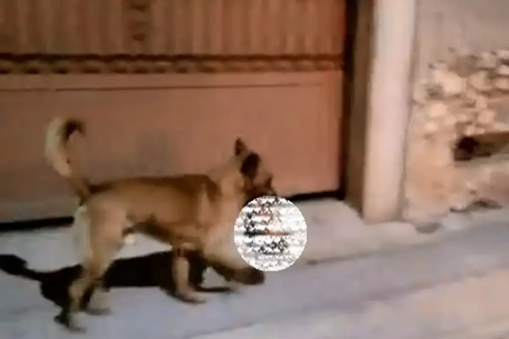 Imagen Captan a perro llevando cabeza humana (+Video)