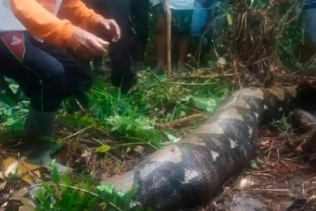 Imagen Pitón gigante se traga a una mujer (+video)