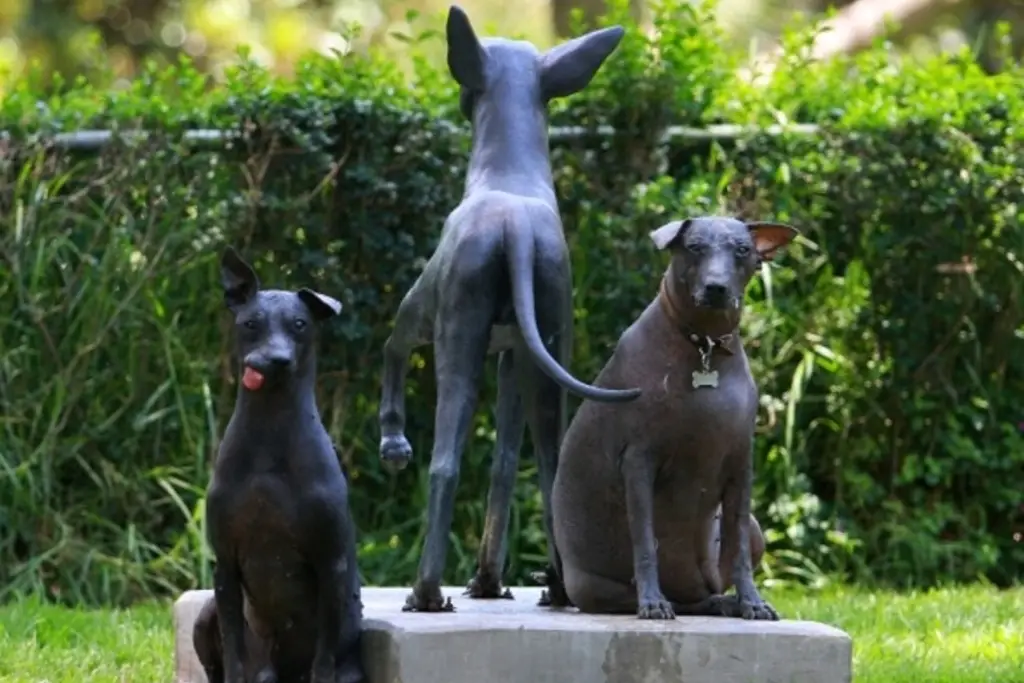 Imagen El Xoloitzcuintle y su leyenda por el Día de Muertos 