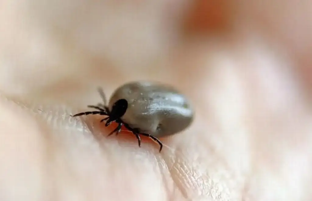 Imagen ¿Qué enfermedades pueden transmitir las garrapatas a las mascotas? 