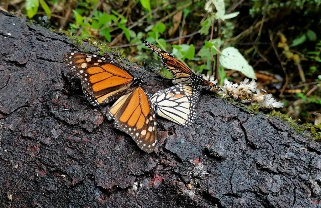 Imagen Empieza a llegar la mariposa monarca a México para su periodo de hibernación