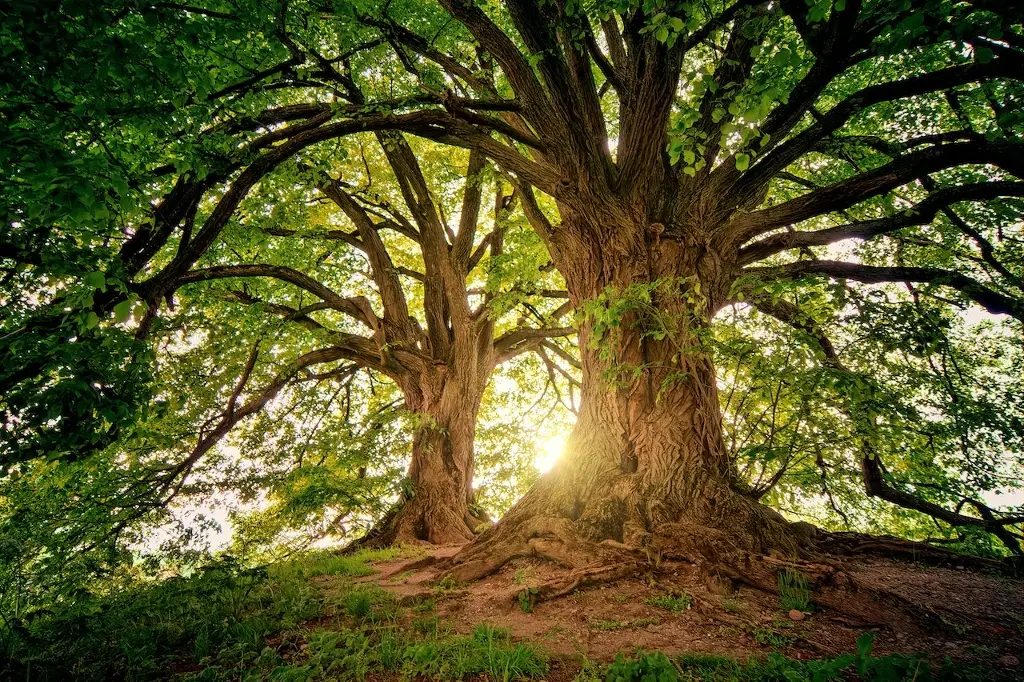 Imagen Estudio asocia plantar árboles con reducción de la mortalidad