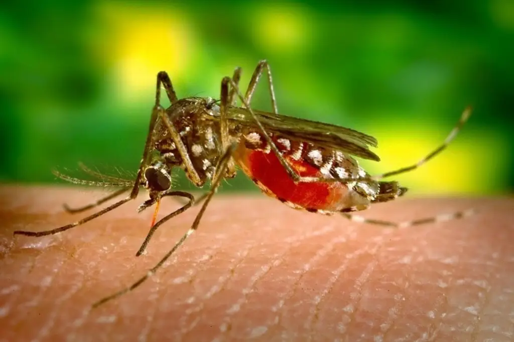 Imagen Detectan dengue y COVID-19 a niña de 9 años; estos fueron los síntomas 