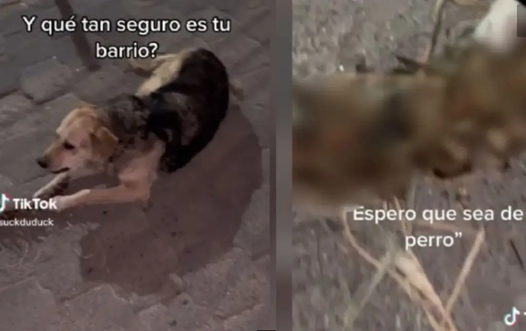 Imagen Captan a perro que mastica columna vertebral (+Video)