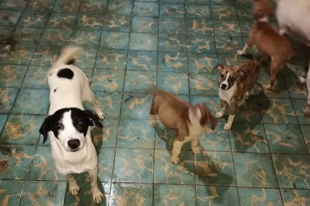 Imagen Rechaza dueño que perros estén abandonados en casa de la Ortiz Rubio; habrá denuncia 