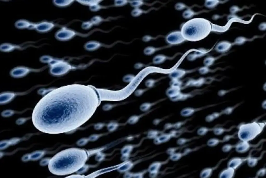 Imagen Calidad de esperma en humanos ha disminuido casi un 50%: Experta 