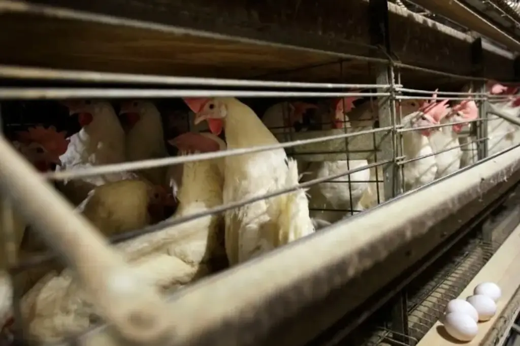 Imagen Emiten alerta sanitaria por casos de Influenza aviar en Perú 