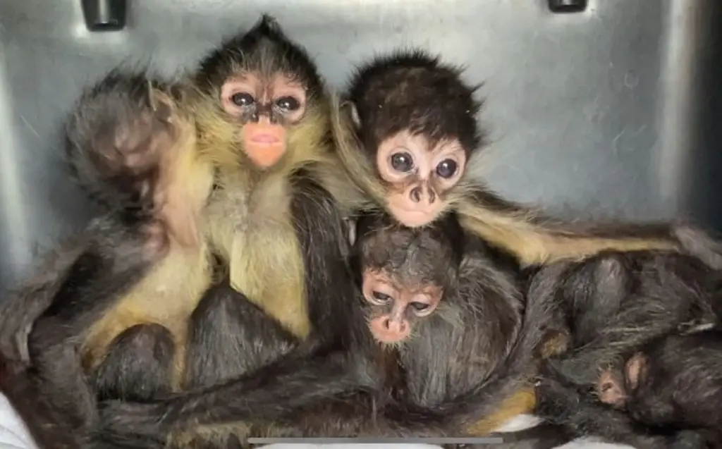 Imagen Aseguran monos araña en central de autobuses de Córdoba, Veracruz 