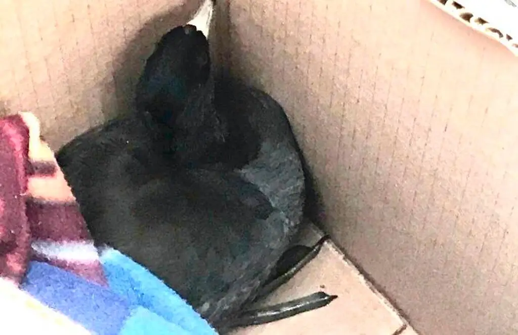 Imagen Experto identifica la rara ave localizada en Veracruz 