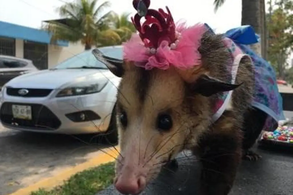 Imagen La gente mata de manera horrible a los tlacuaches en Veracruz: animalista