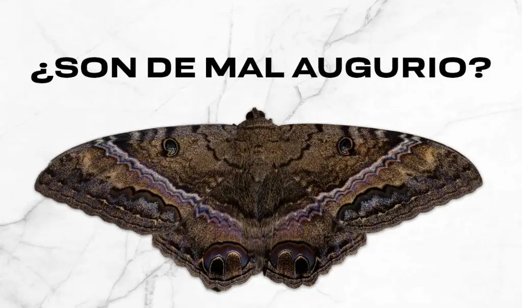 Imagen La mariposa negra o muertera, ¿es de mal augurio? 