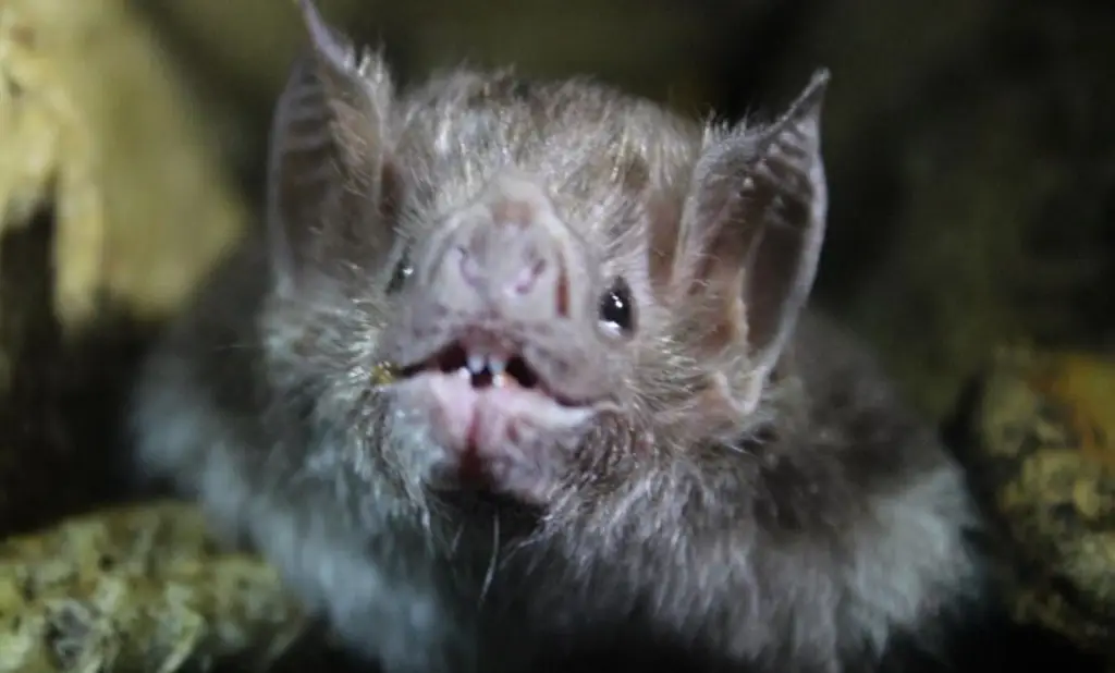 Imagen Esta es la especie de murciélago que contagió de rabia a niños en Oaxaca