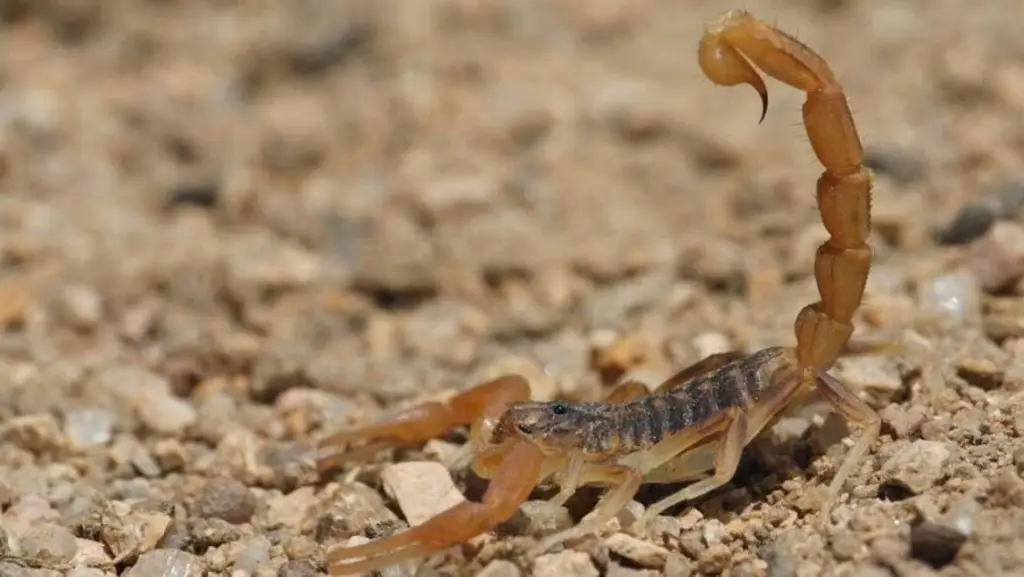 Imagen Descubren nueva especie de alacrán ‘peligroso’ 