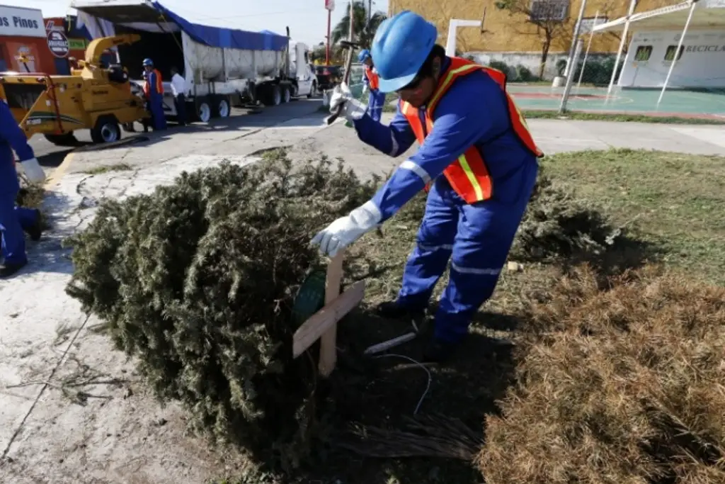 Imagen ¿A dónde puedes llevar tu arbolito de Navidad en Veracruz?