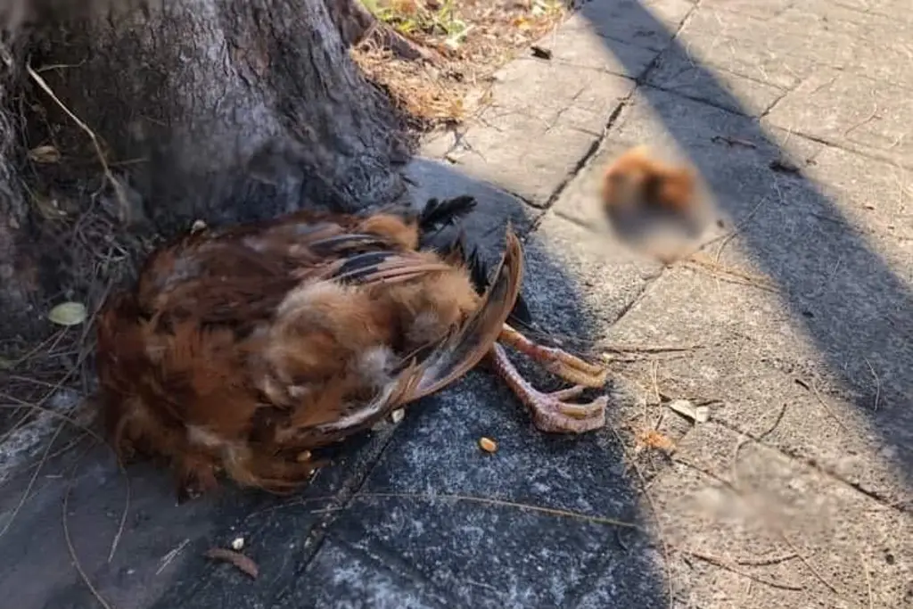 Imagen Tiran gallina decapitada en camellón de Díaz Mirón en Veracruz 