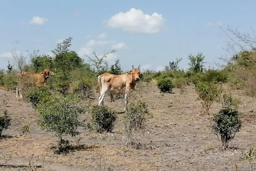 Imagen Prevé Conagua estiaje crítico en Veracruz