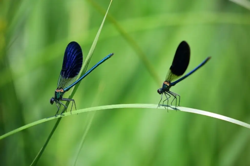 Descubren 2 nuevas especies de insectos - xeu noticias veracruz
