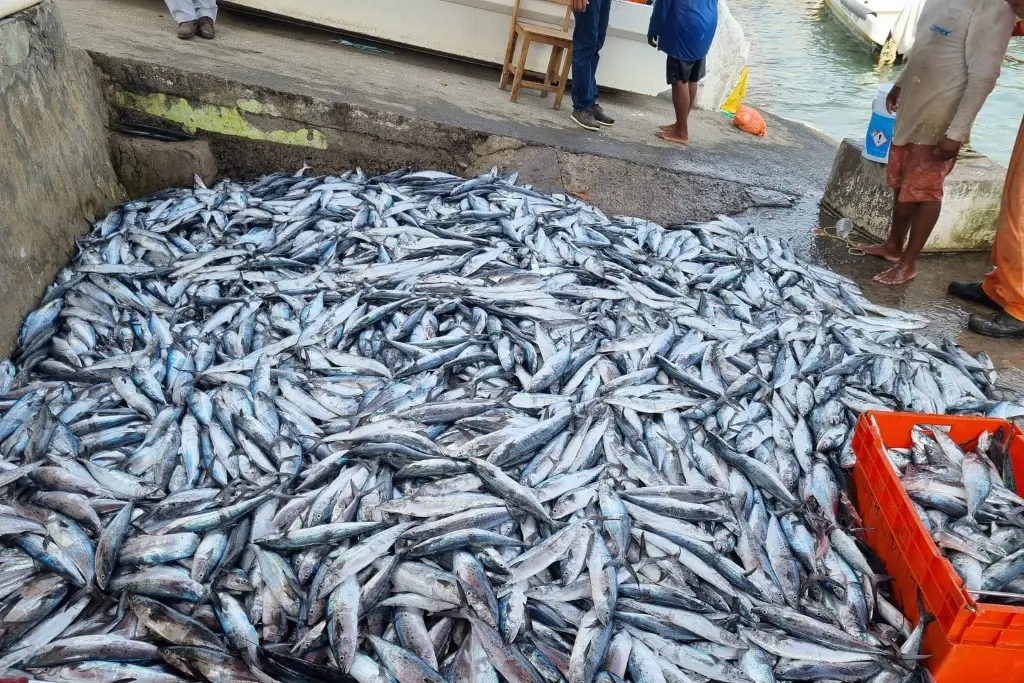 Imagen Tras desplome del precio de la sierra, el kilo llega 80 pesos en Veracruz