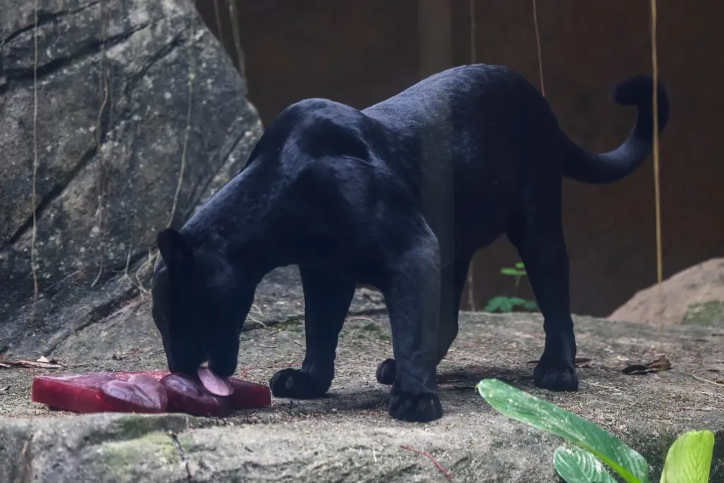 Imagen Zoológico ofrece paletas a animales para amenizar el calor