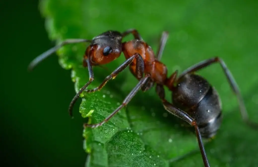 ¿Las hormigas pueden oler el cáncer? 