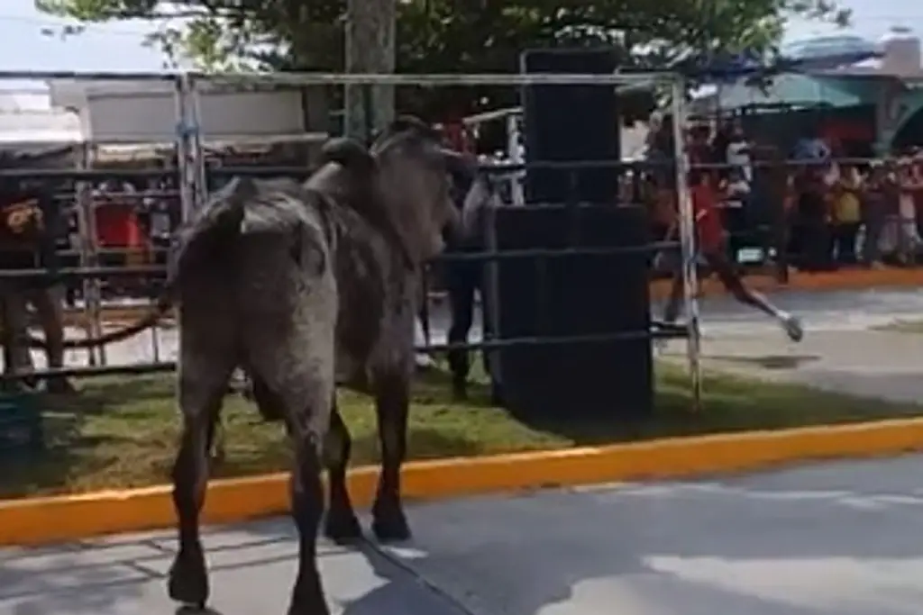 Imagen Sueltan a los toros en Tlacotalpan, Veracruz 