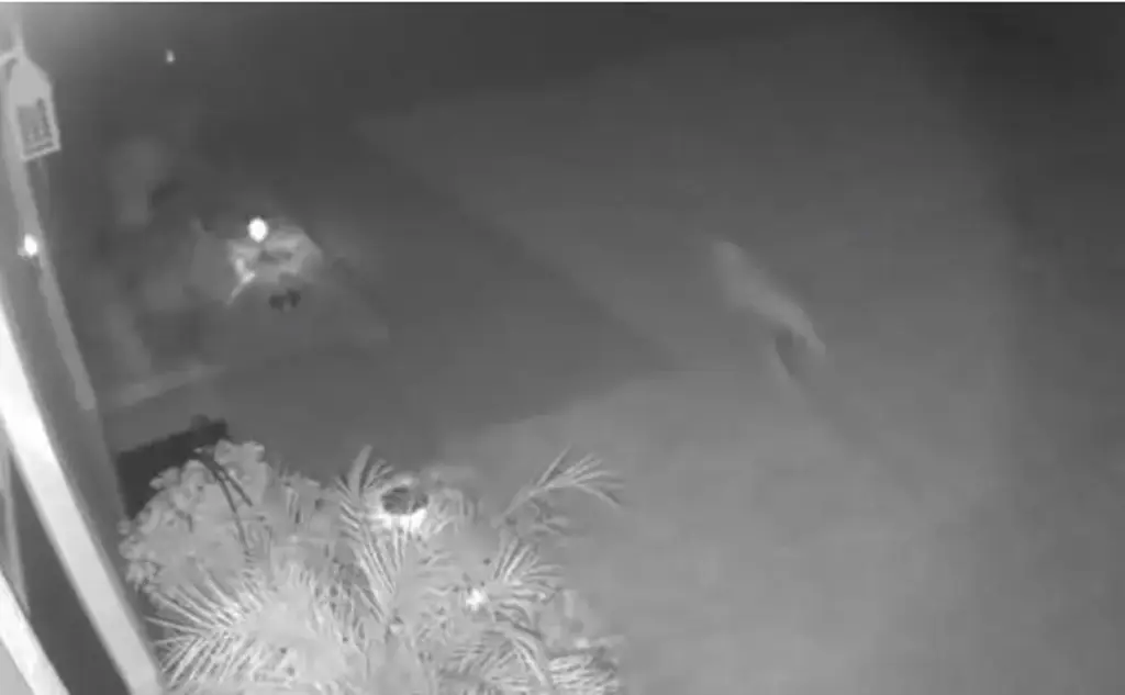 Imagen Misteriosa criatura captada corriendo en un patio (+Video)