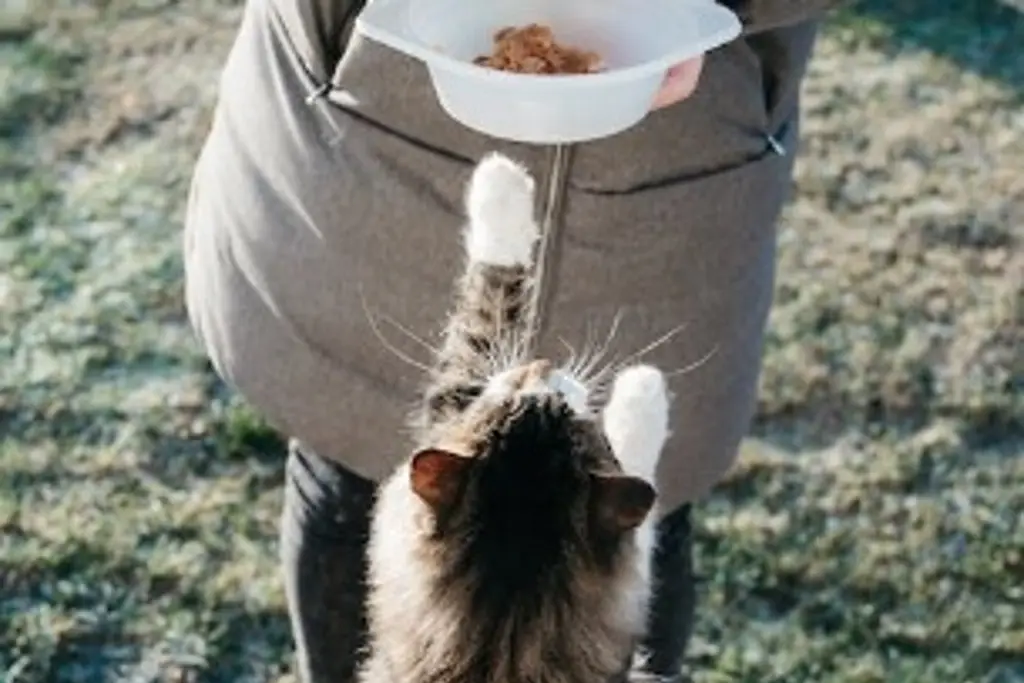 Imagen ¿Qué alimentos pueden consumir los gatos y cuáles no?