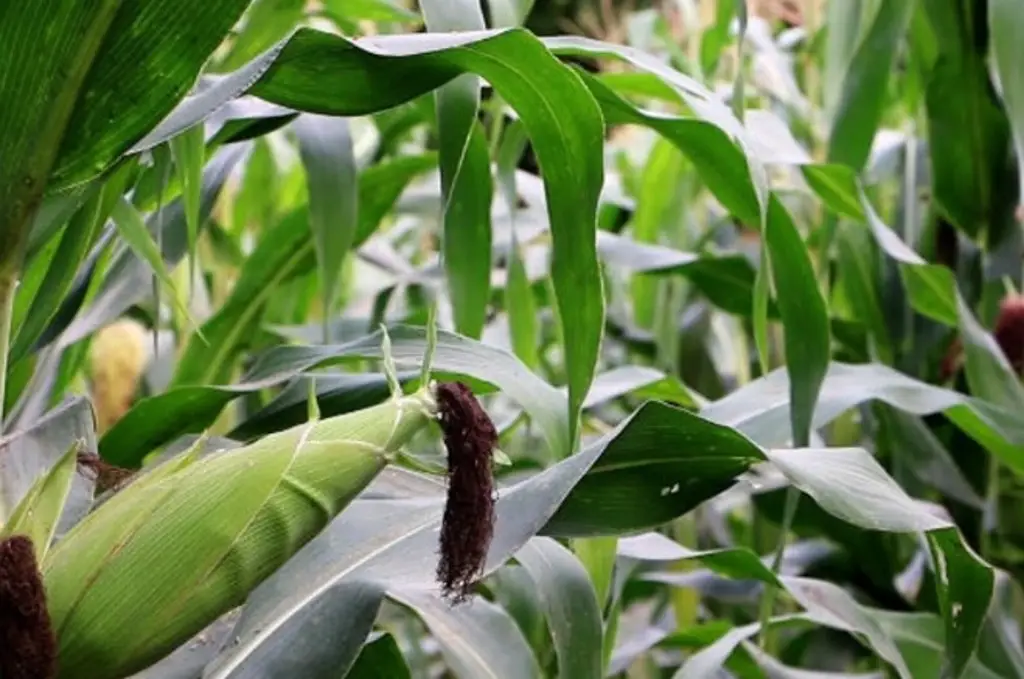 Imagen Se registra récord en variedad de frijol negro en Veracruz