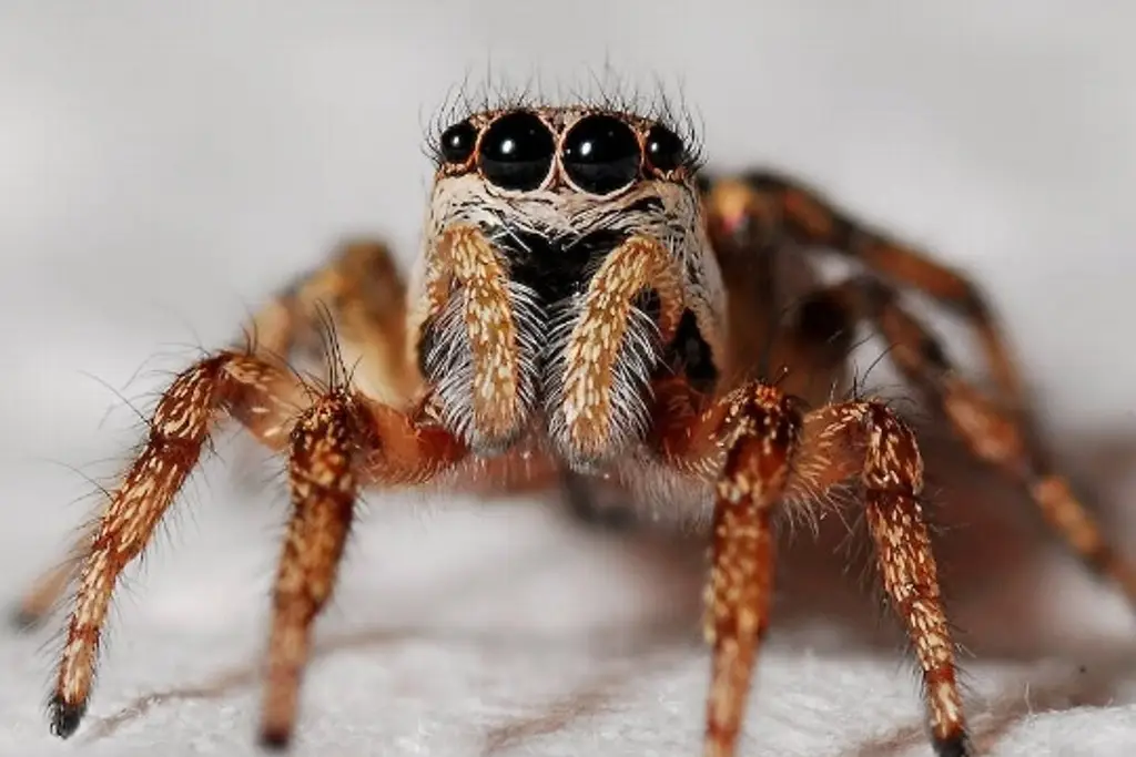 Imagen Descubren 3 especies nuevas de arañas