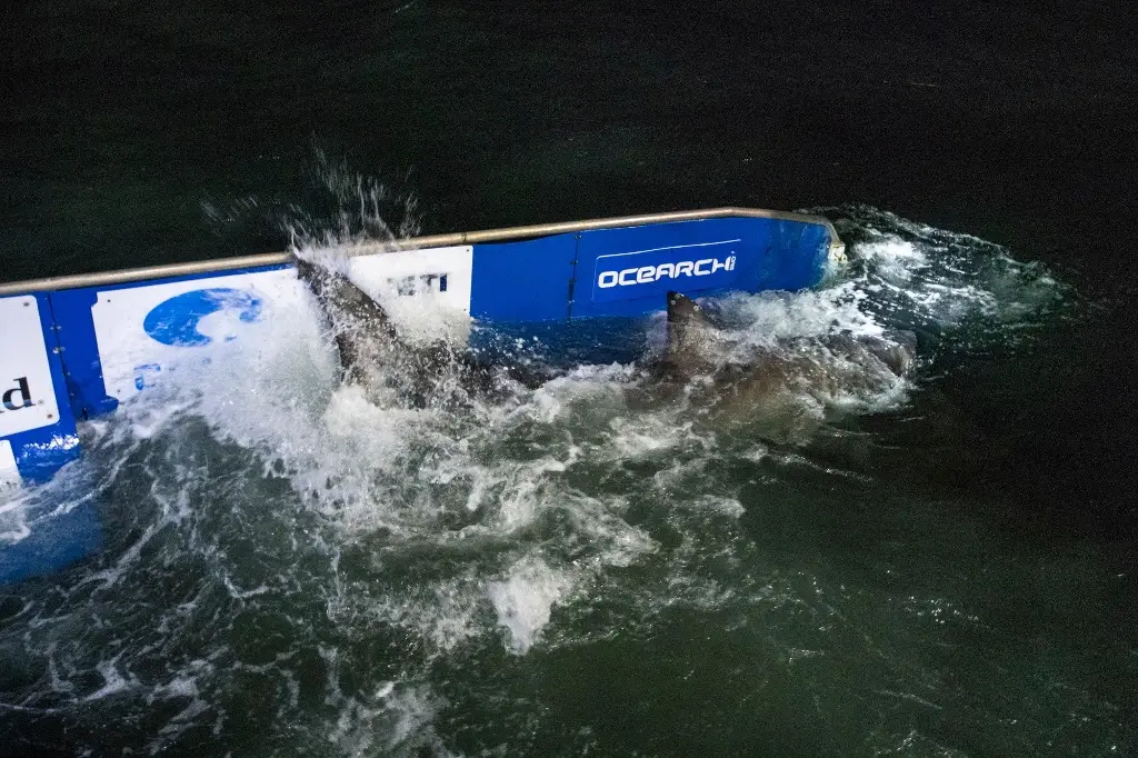 Imagen ¿Es peligroso el tiburón blanco rastreado a 83 km de costas de Veracruz? Experto explica