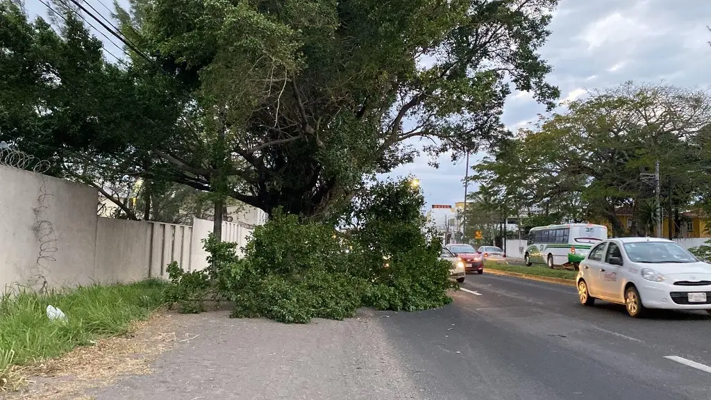 Imagen Cae árbol y obstruye carril en Las Bajadas, Veracruz 