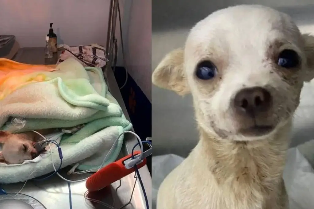 Imagen Muere Pinky, perrito que defendió su casa de ladrones