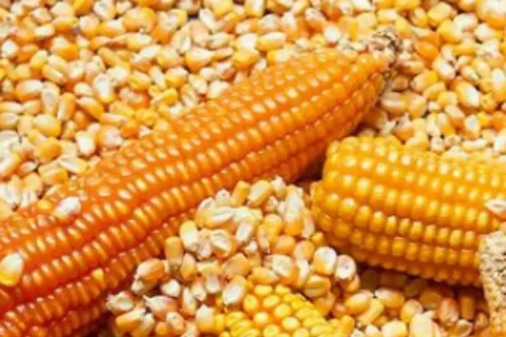 Imagen EU pide consultas por maíz transgénico y biotecnológicos mexicanos por T-MEC