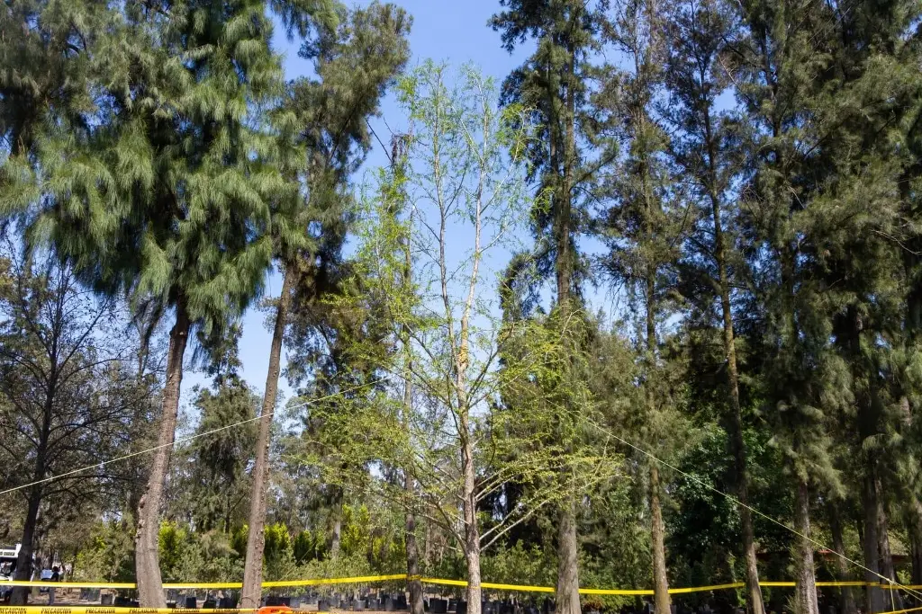 Imagen Sin palma ni ahuehuete; glorieta de Reforma queda vacía otra vez