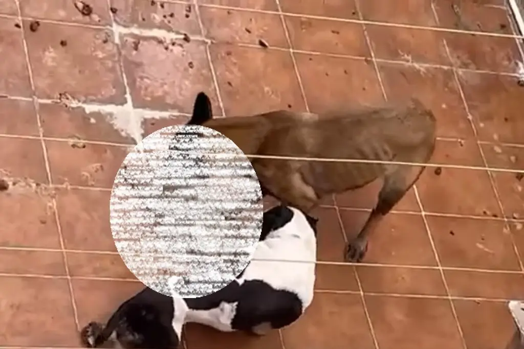 Imagen Perro mata a otro presuntamente por hambre en Alvarado; denuncian maltrato animal (+Video)
