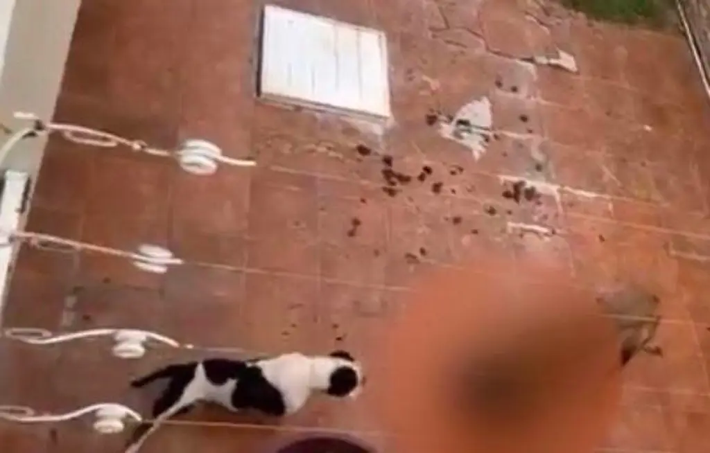 Imagen Tras denuncia de maltrato animal en la Riviera Veracruzana, PMA se llevará a perros 