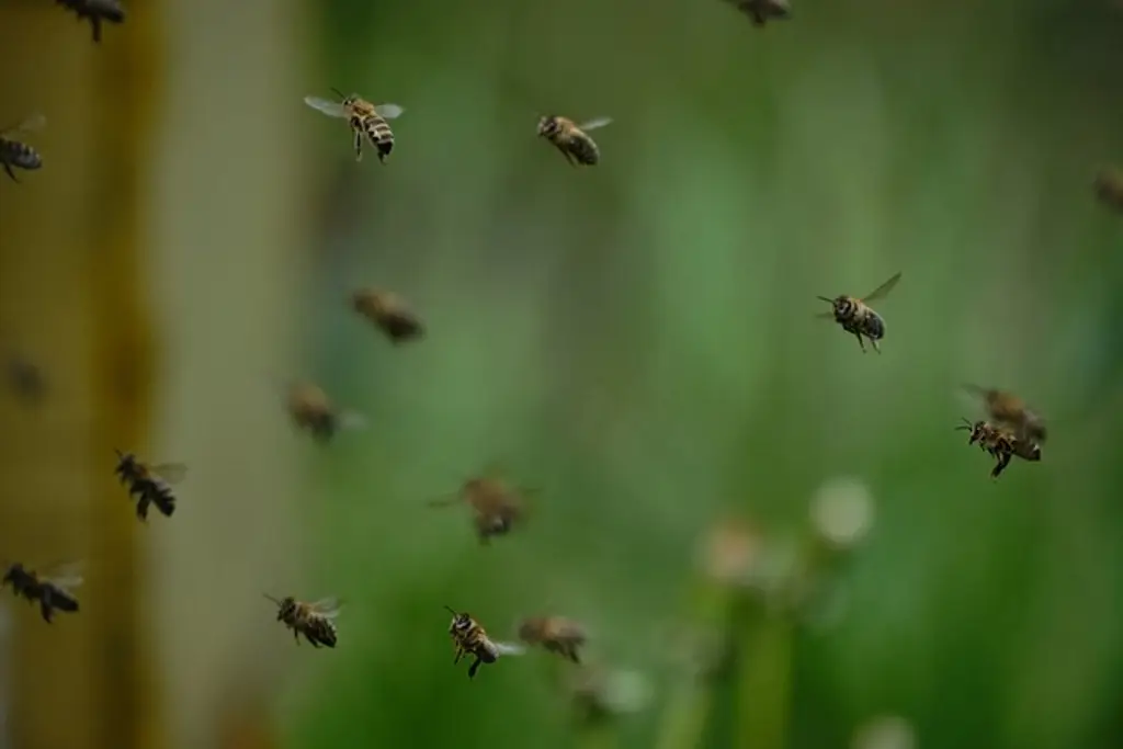 Imagen Hombre de 71 años muere tras ataque de abejas africanas