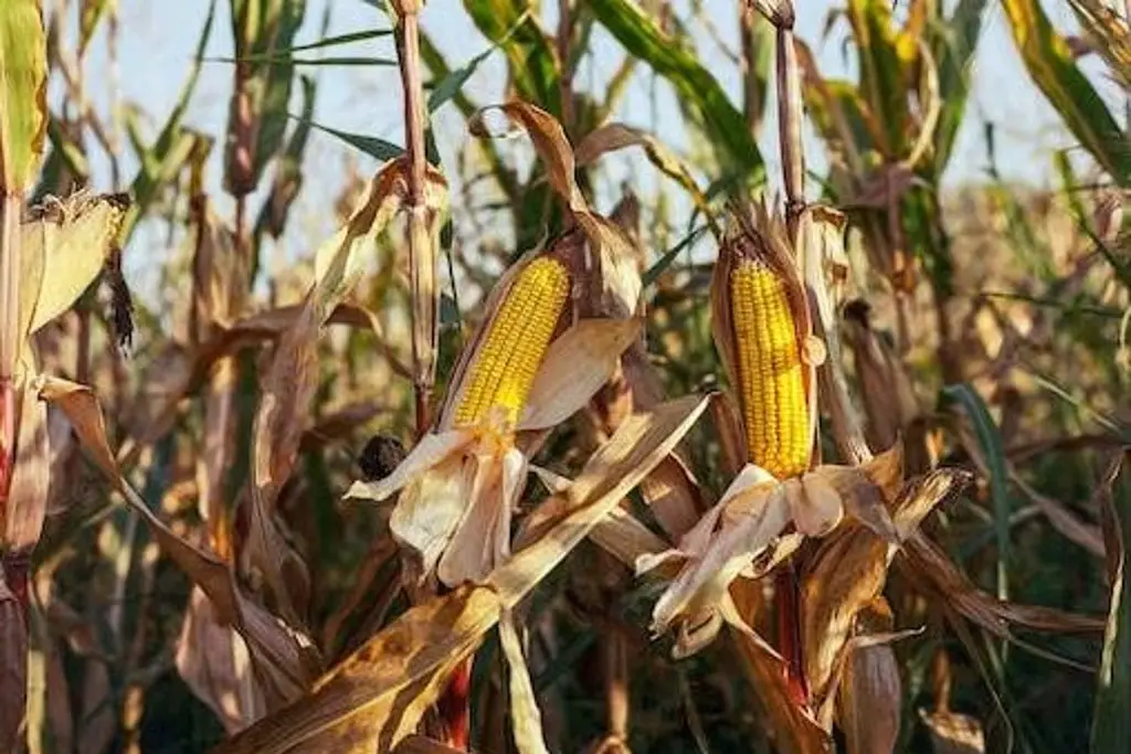 Imagen Afirma EU que no permitirá consultas 'indefinidamente' con México sobre maíz