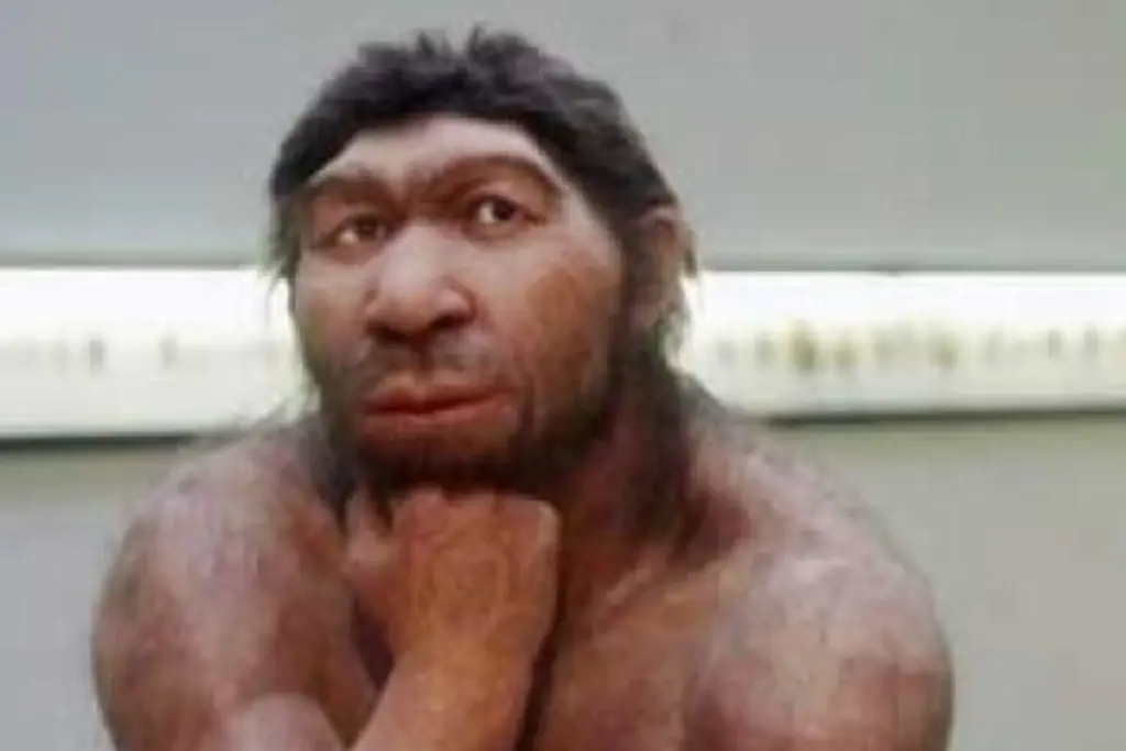 Imagen Reconstruyen el cráneo de un neandertal de hace 150.000 años