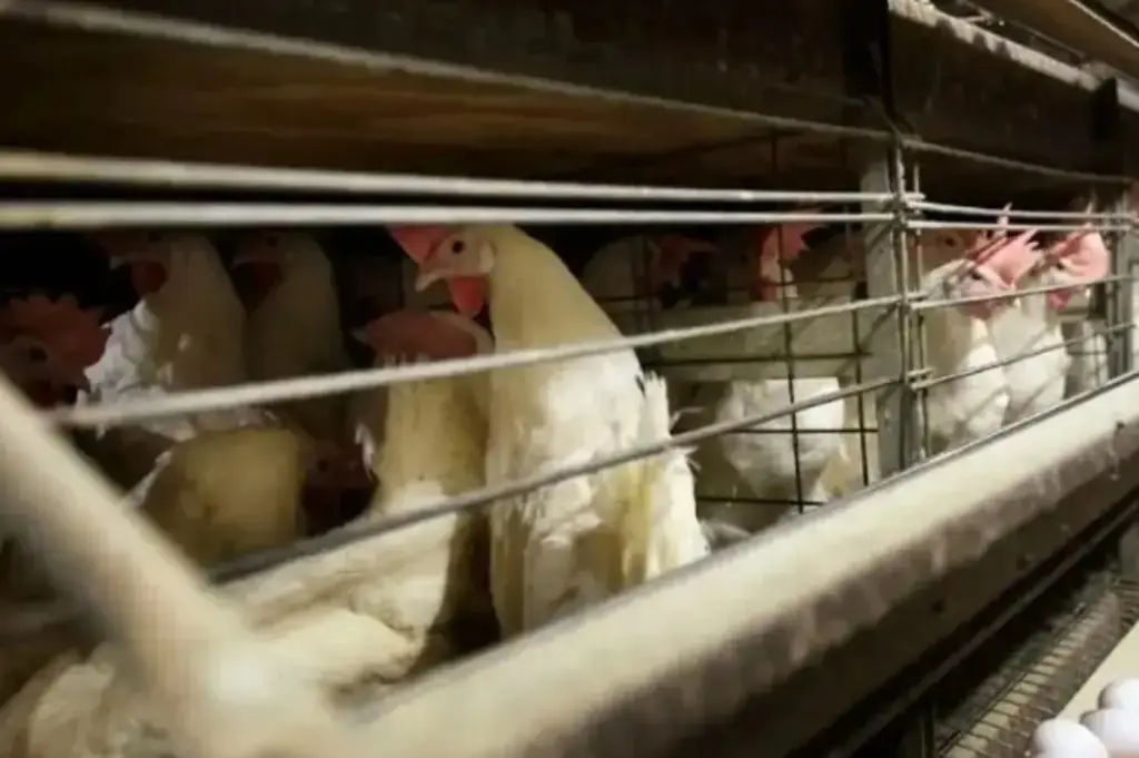 Imagen Chile confirma el primer caso humano de gripe aviar