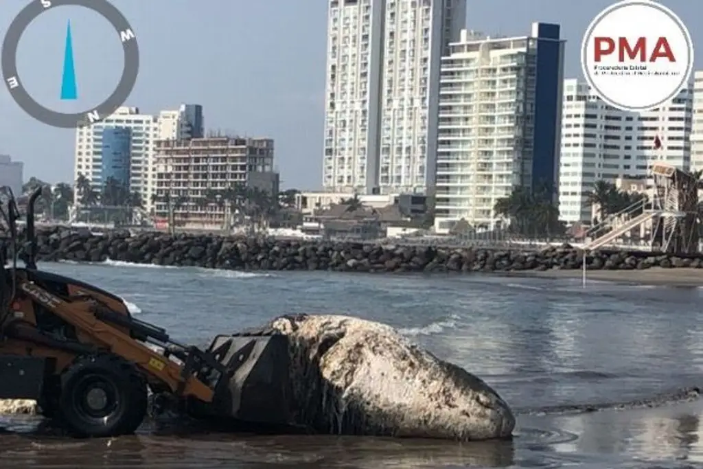 Imagen Aparece ballena muerta en playas de Boca del Río