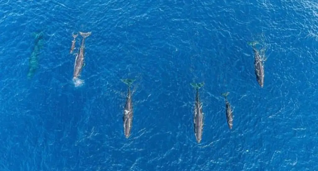 Imagen Los cachalotes son comunes en altamar, afirma fotógrafo marino